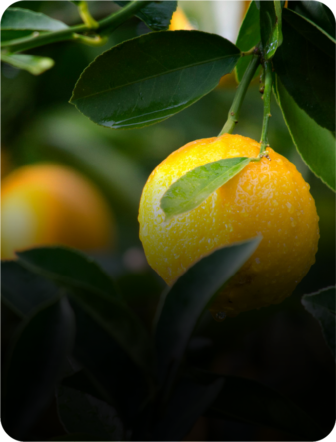 As Potenciais Consequências do Declínio dos Polinizadores na Conservação da Biodiversidade e na Estabilidade da Produção de Culturas Alimentares