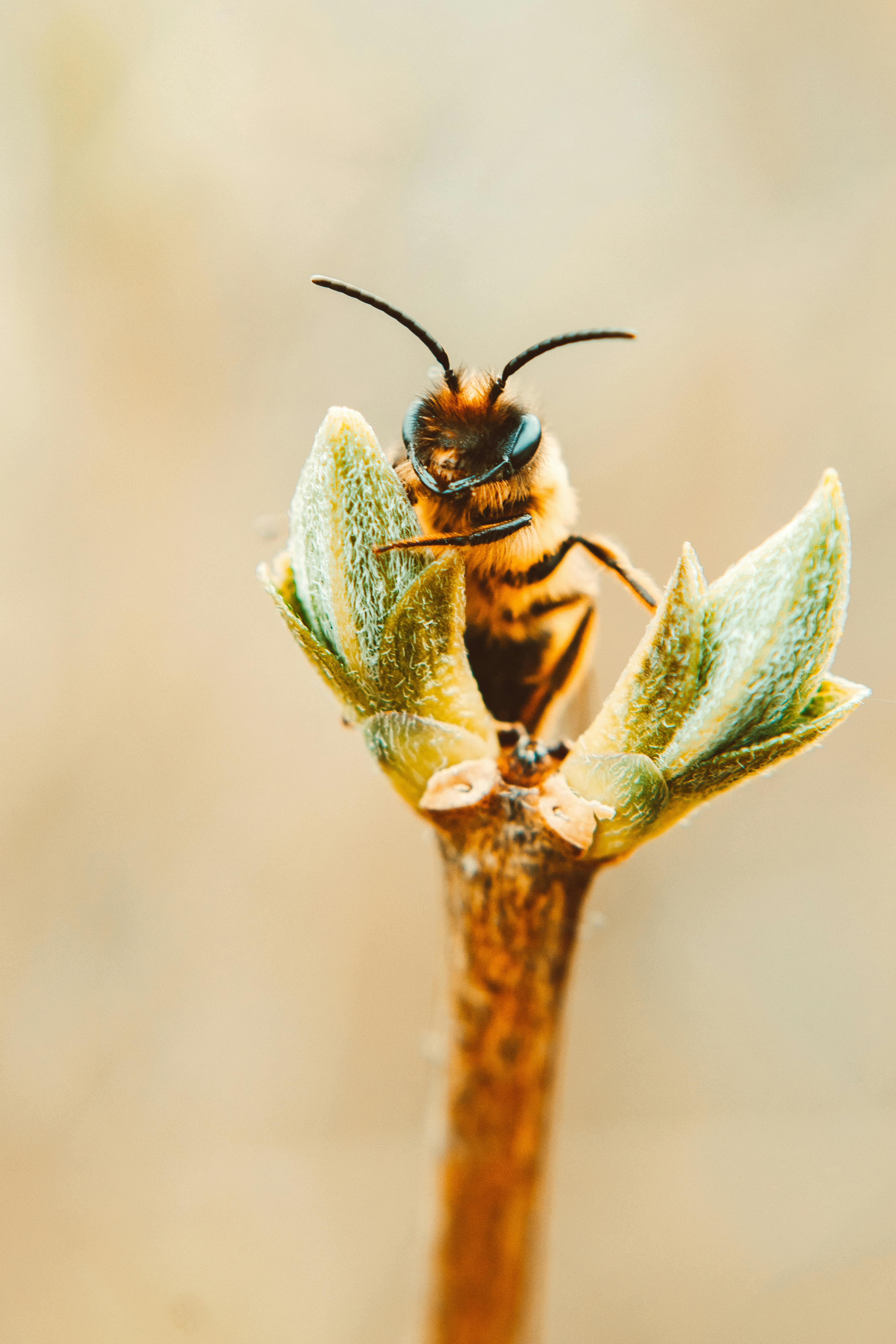 Apis mellifera discrimination between flowers of commercial types of melon and implications to crop pollination